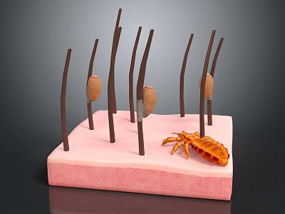 Microscopic View of Skin Organ with Hair Follicles and Parasite Mite Structure 3d model