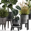 Various Green Potted Houseplants With Large Patterned Leaves In Gray Concrete Pots On Stands