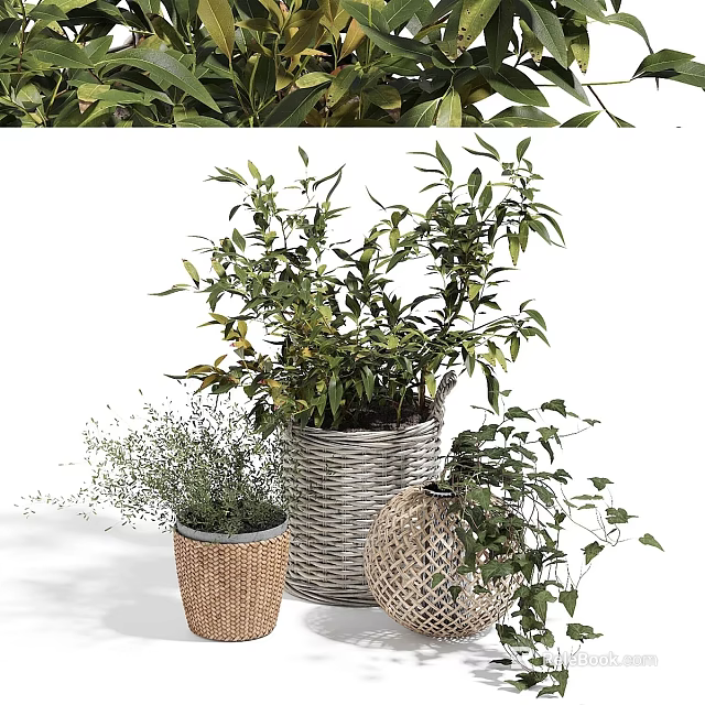 Decorative Ornament Set With Green Leaf Plants In Wicker Baskets And Braided Pots 3d model 