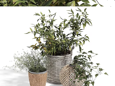 Decorative Ornament Set With Green Leaf Plants In Wicker Baskets And Braided Pots 3d model