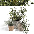 Decorative Ornament Set With Green Leaf Plants In Wicker Baskets And Braided Pots