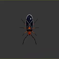 Red Headed Insect Featuring Black Wings Red And Black Body Long Red Legs Shiny Surface