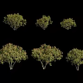 Green Foliage Arbor Trees in Various Sizes Displayed on Black Background 3d model