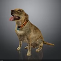 Yellow Labrador Dog Sitting With Tongue Out Wearing Red Collar On Dark Reflective Surface