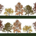 Landscape Tree Courtyard Tree Street Tree Garden Tree Red Leaf Tree Yellow Leaf Tree 3d model
