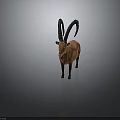 Detailed Brown Ibex Model With Large Curved Horns Standing On Neutral Gray Background