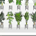 Various Types of Potted Bonsai Plants with Lush Green Leaves in Gray Pots