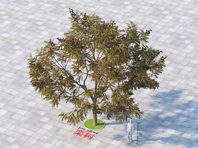 Tall Arbor Tree With Lush Green Foliage Five Meters Tall On Stone Pavement Near Person 3d model