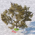 Tall Arbor Tree With Lush Green Foliage Five Meters Tall On Stone Pavement Near Person