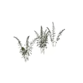 Various Bamboo Plants With Different Heights And Green Leaves In Group