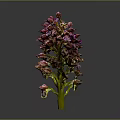Purple Orchid Plant With Dense Vibrant Flowers On Dark Background