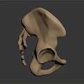 Human Pelvis Anatomical Structure 3D Rendered With Bone Details Medical Model