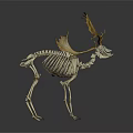 Elk Skeleton Model with Golden Antlers Displayed on Dark Reflective Background