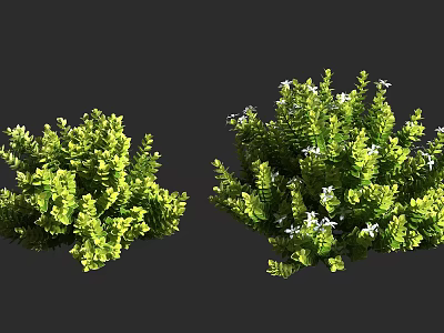Lush Green Shrubs With Dense Foliage And Small White Flowers 3d model