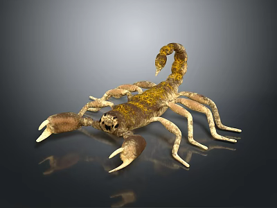 3D Rendered Scorpion with Brown Yellow Exoskeleton Curled Tail and Shiny Pincers 3d model