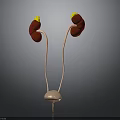 3D Rendering Of Urinary System Organs Including Kidneys Ureters And Bladder