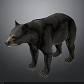 Detailed Black Bear Standing In Natural Pose With Thick Fur And Sharp Claws