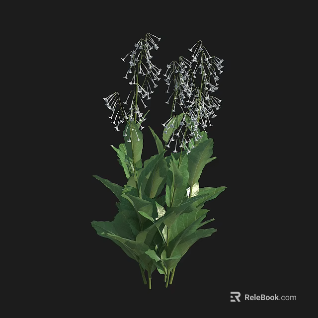 Green Leafy Flowering Plants With White Spikes And Lush Foliage 3d model 