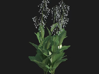 Green Leafy Flowering Plants With White Spikes And Lush Foliage 3d model
