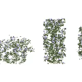 Lush Green Vine With Purple Flowers In Natural Climbing Growth Form