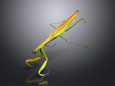 Green and Orange Flying Praying Mantis Standing With Long Slender Legs And Reflection 3d model