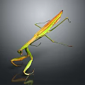 Green and Orange Flying Praying Mantis Standing With Long Slender Legs And Reflection