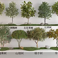 Fruit Tree Plant Combination Lemon Tree Locust Tree Fig Tree Pomegranate Tree Hawthorn Tree Orange Tree Apple Tree Red Fruit Tree Fruit Tree 3d model