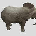 Large Gray Elephant With Wrinkled Skin Long Trunk And White Tusks