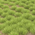 Green Grass With Moderate Height Well Arranged Covering Lush Natural Lawn Area