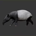 3D Rendered Black and White Tapir Walking on Dark Background with Reflection