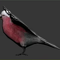 Flying Bird With Pink Chest Gray Wings And White Head Against Dark Background