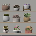 Multiple Potted Succulent Plants With Different Colored Pots On Wooden Shelves Against Light Wall
