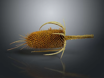 Dried Spiky Plant With Yellow Flower Head Curved Stem And Reflection On Gray Background 3d model