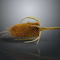 Dried Spiky Plant With Yellow Flower Head Curved Stem And Reflection On Gray Background