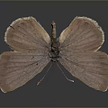 Detailed Delicate Brown Butterfly With Textured Wings On Dark Background