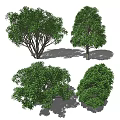 Different Arbor Tree Varieties With Lush Green Foliage And Diverse Canopy Shapes 3d model