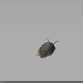 Pill Bug With Segmented Brown Exoskeleton Long Antennae And Multiple Legs On Dark Background