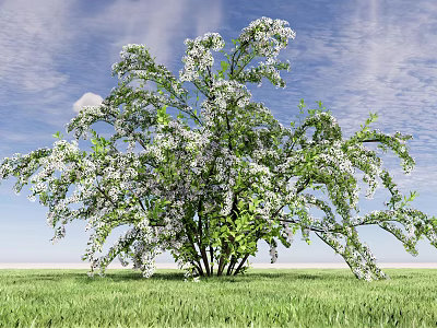 Modern Tree Landscape Tree Flowering Plant Arbor Shrub overgrown Landscape Tree White-flowered Plant 3d model
