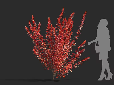 Red Leafy Shrub With Silhouette Of A Woman Standing Beside It 3d model
