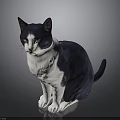 Blue and white cat sitting on dark background with bright yellow eyes