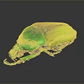 Shiny Green And Yellow Beetle With Glossy Body On Dark Background