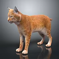 Orange Brown Lynx With Tufted Ears Standing On Dark Reflective Surface 3d model