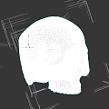 Realistic White Human Skull Model Showing Detailed Anatomical Bone Structure