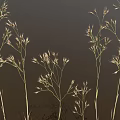 Ornamental Grass with Tall Slender Stems and Delicate Feathery Plumes Against Dark Backdrop