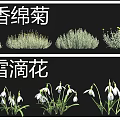 Colorful Garden Flowers Including Chrysanthemum Snowdrop Tulip And Purple Juniper