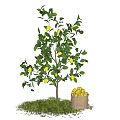 Lemon Tree with Ripe Lemons and Wooden Bucket on Green Grass Under Blue Sky