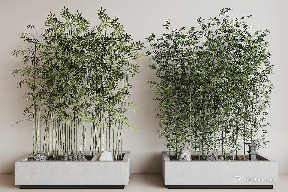 Tall Lush Bamboo Plants With Green Leaves In White Planters And Stones For Indoor Decoration 3d model 