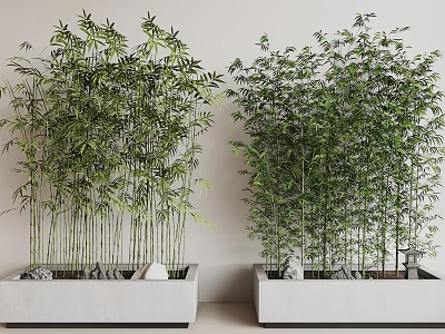 Tall Lush Bamboo Plants With Green Leaves In White Planters And Stones For Indoor Decoration 3d model