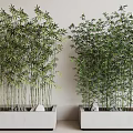 Tall Lush Bamboo Plants With Green Leaves In White Planters And Stones For Indoor Decoration