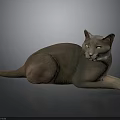 Relaxed Gray Cat Lying Down on Black Surface with Yellow Eyes